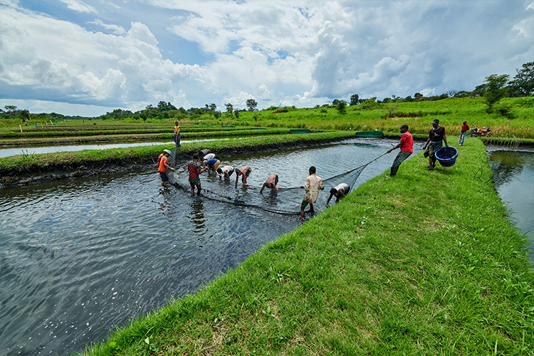 farming